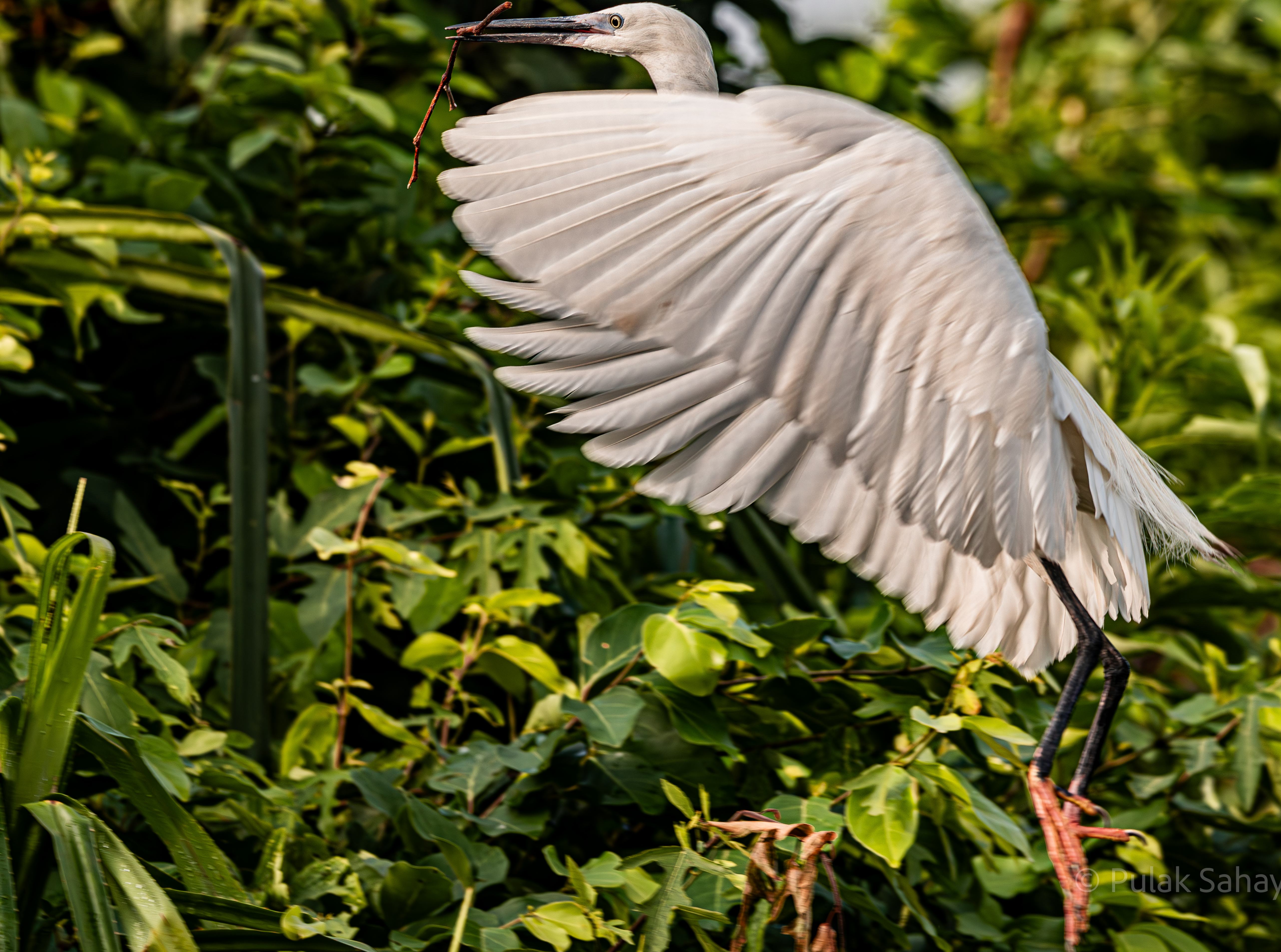 Heron landing with twig